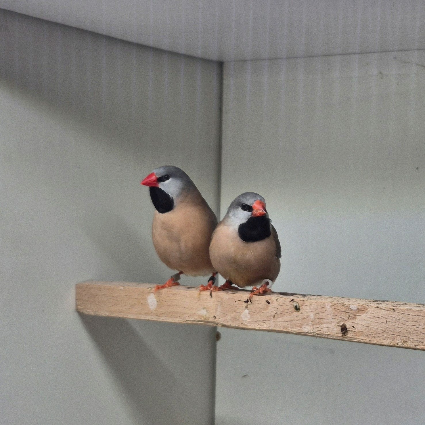 1-1 Spitsstaartamadines, Dieren en Toebehoren, Meerdere dieren, Tropenvogel, Geringd