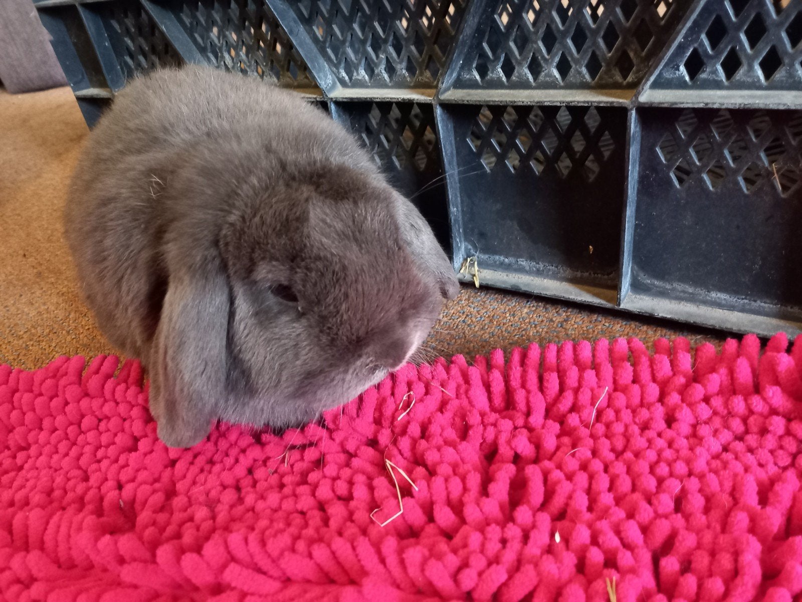 Te koop grijs mannetjeskonijn, Dieren en Toebehoren, Mannelijk, Middelgroot, 0 tot 2 jaar
