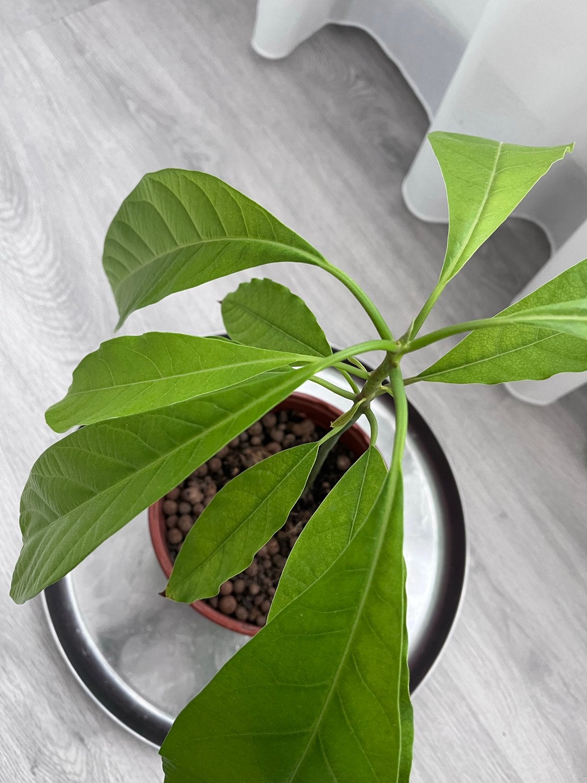 Avocado Plant Te Koop - Groei je eigen Avocado's | Marktplaats