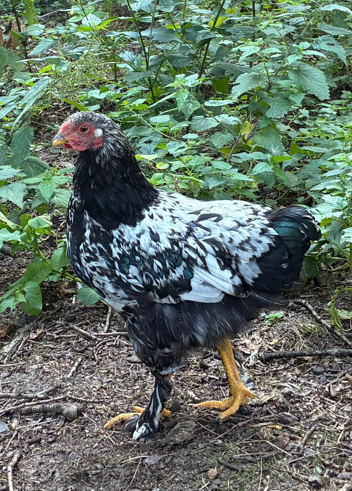Gratis haantjes – Wyandotte  Brahma kriel, Dieren en Toebehoren, Pluimvee, Mannelijk, Kip