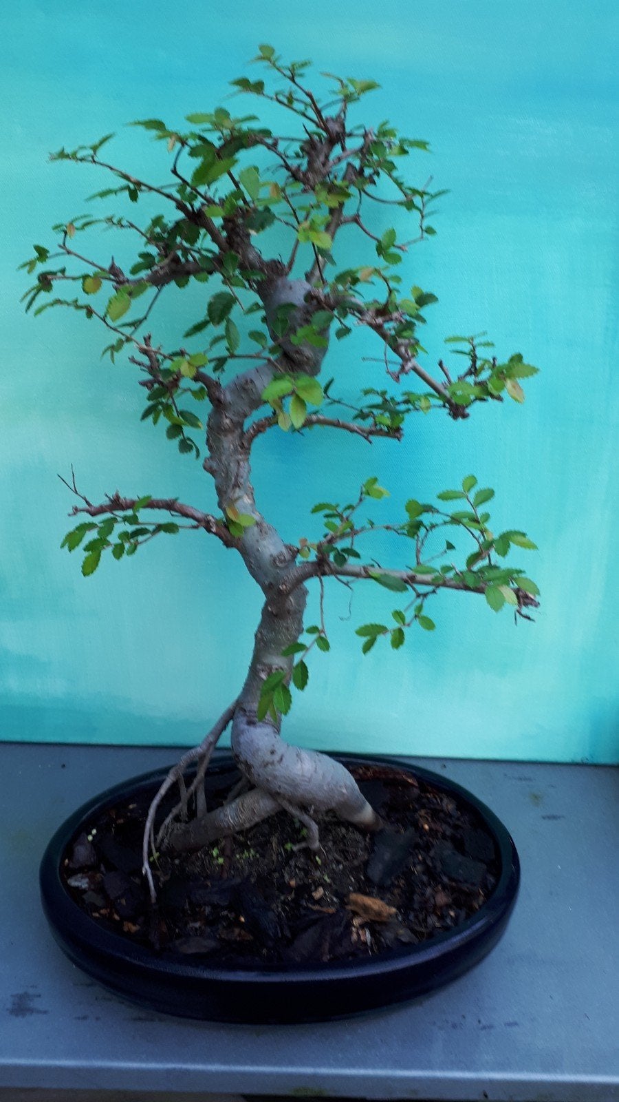Bonsai boompjes., Tuin en Terras, Bloeit niet, Halfschaduw, Overige soorten, Minder dan 100 cm
