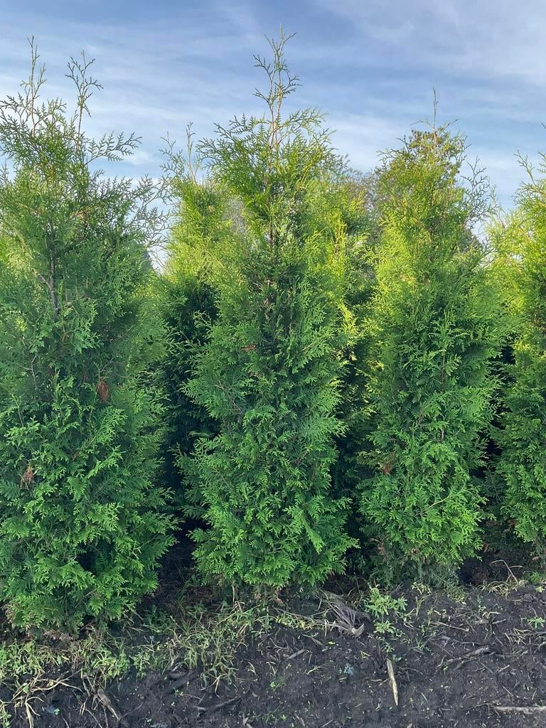 Mooie volle haagconiferen thuja brabant 125 cm tot 250 cm, Ophalen of Verzenden, Conifeer, 100 tot 250 cm
