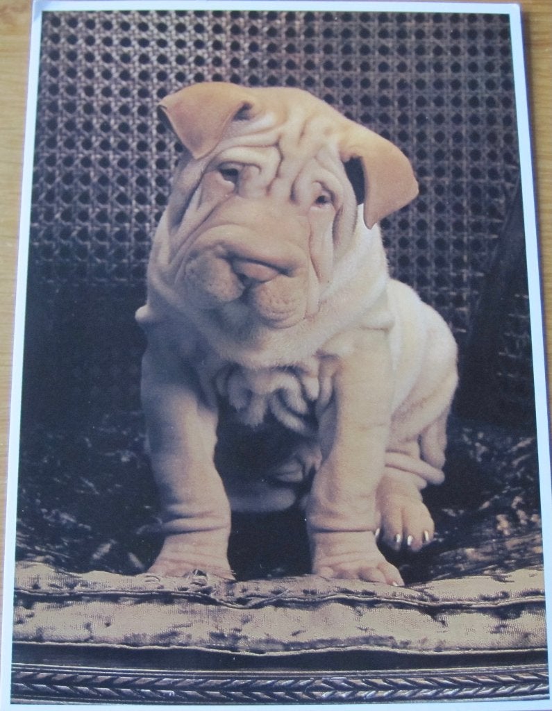 Groot formaat nieuwe ansichtkaart met een Shar-pei, Ophalen of Verzenden, 1980 tot heden, Ongelopen, Hond of Kat
