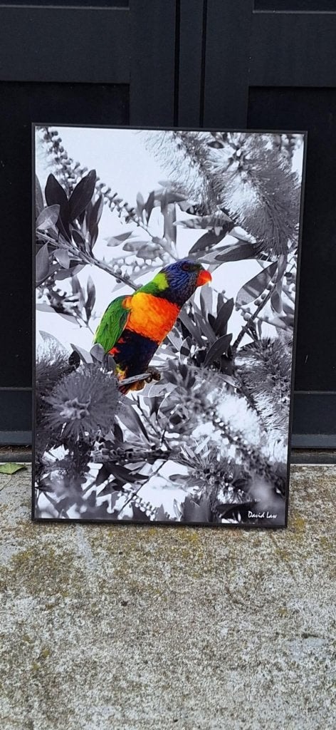 Kleurrijke Lorikeet foto door David Law (Parijs)., Ophalen of Verzenden, Foto, Gesigneerd