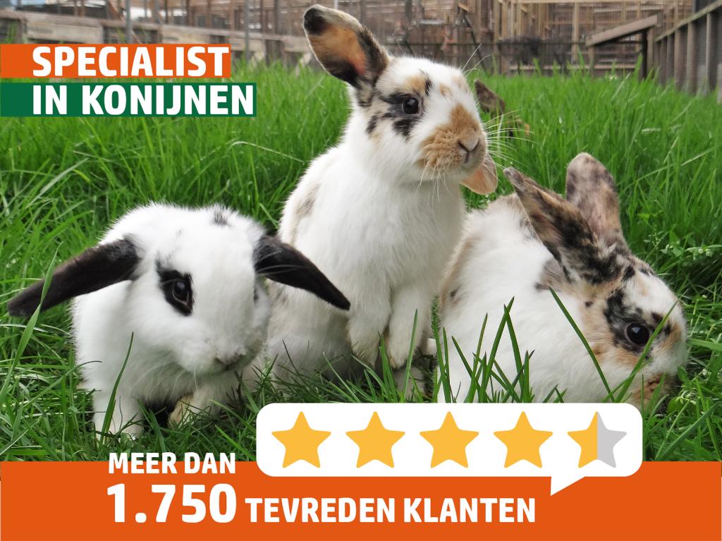 Dwergkonijn | Meerdere kleurslagen | Jonge konijnen, Dieren en Toebehoren, Konijnen, Meerdere dieren, Dwerg, 0 tot 2 jaar