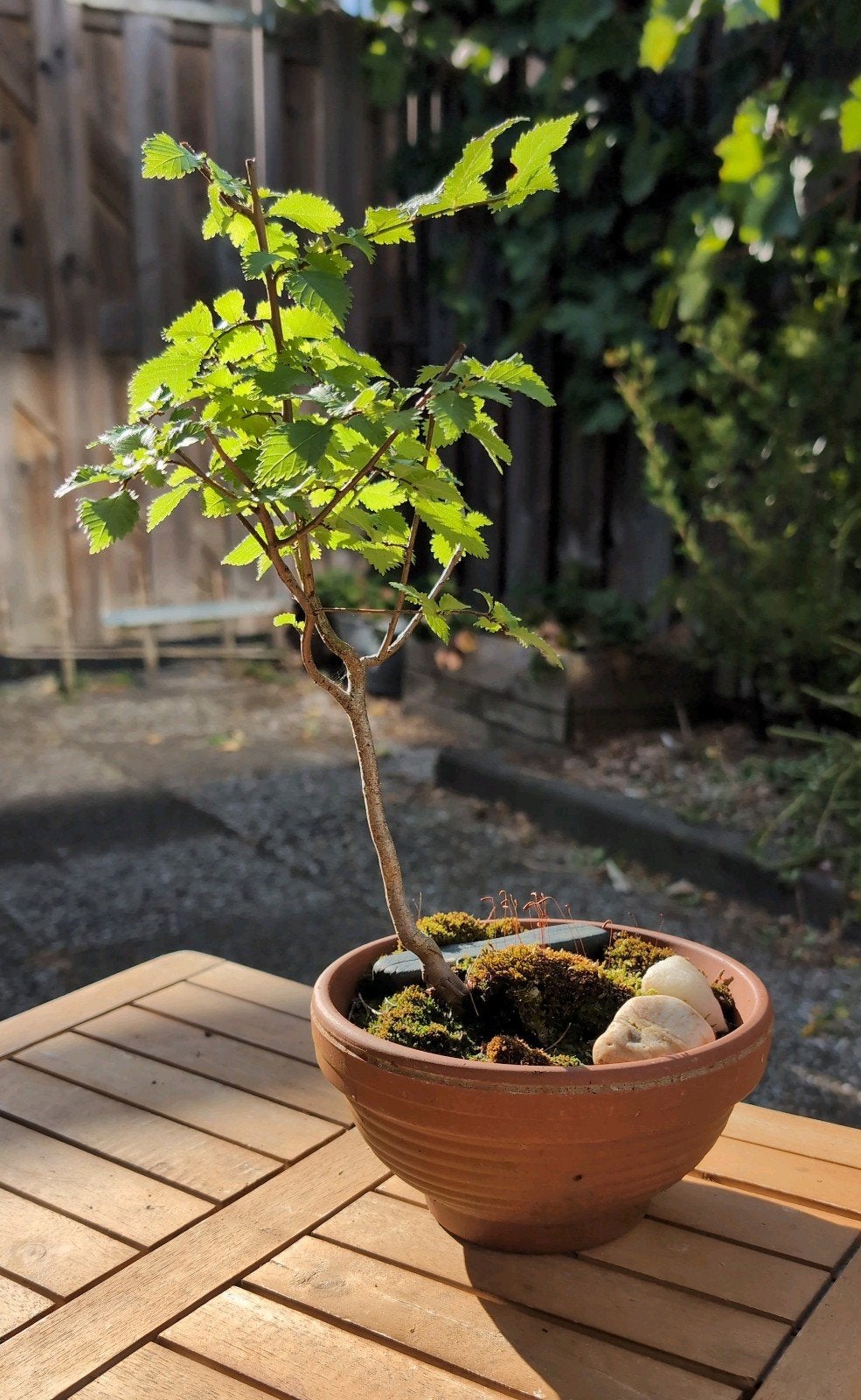 Iep - Bonsai in wording, Ophalen, Overige soorten