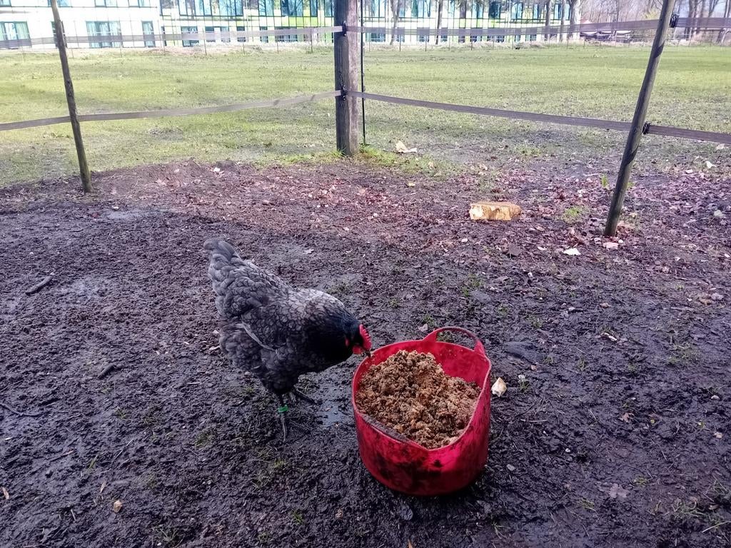 Jersey gaint broedeieren, Dieren en Toebehoren, Pluimvee, Geslacht onbekend, Kip