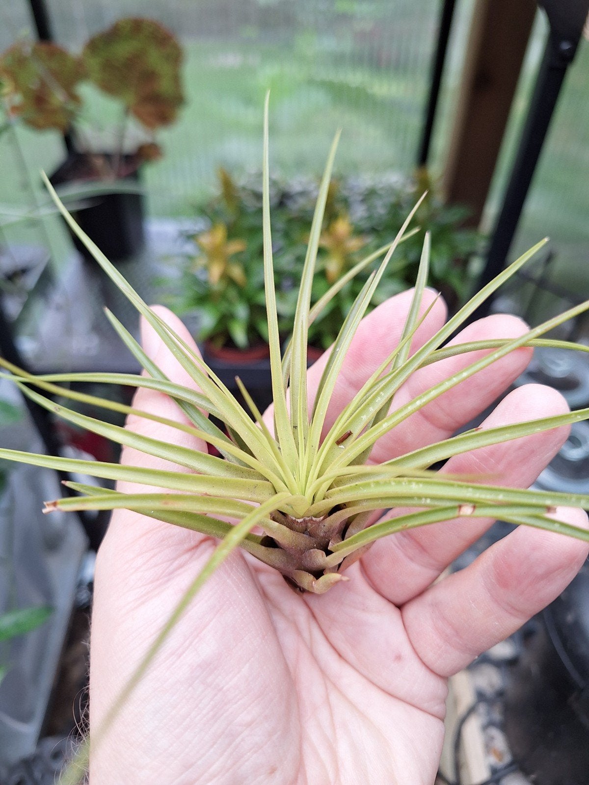 Tillandsia melanocrater, Huis en Inrichting, Kamerplanten, Ophalen of Verzenden, Minder dan 100 cm
