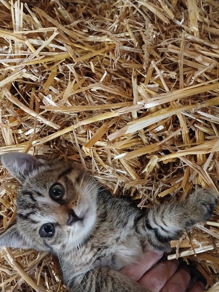 Kittens, Poes, Ontwormd, 0 tot 2 jaar