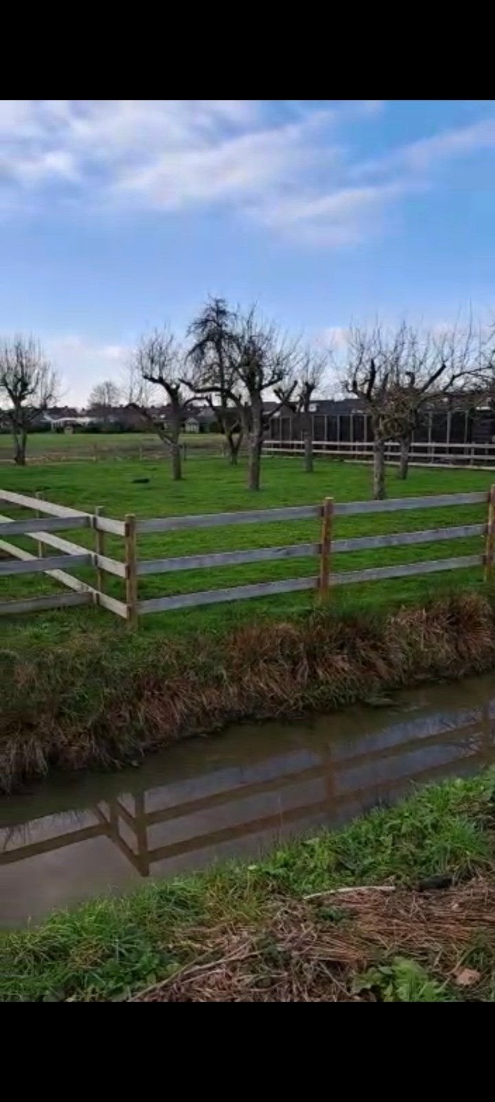 weide + stallen+ rijbak + paddock te huur, Dieren en Toebehoren