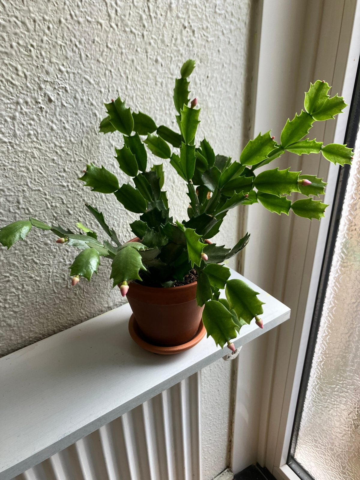 Lidcactus - 3 jaar oud, Huis en Inrichting, Ophalen, Halfschaduw, Minder dan 100 cm
