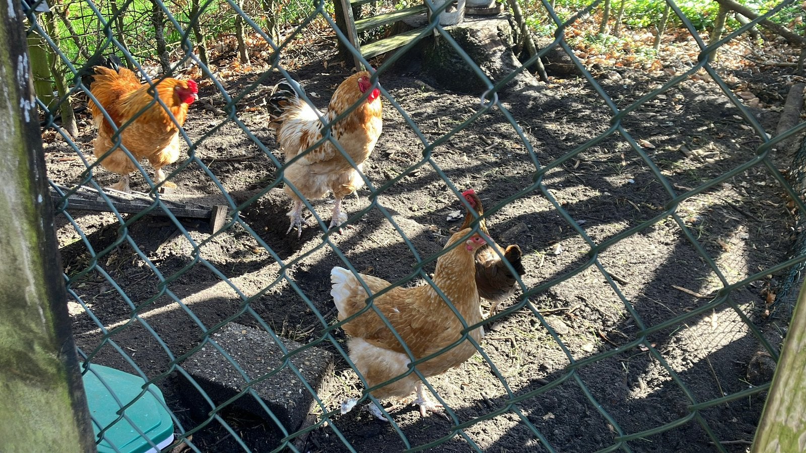 Twee mooie forse hanen, ca 1 jr oud., Dieren en Toebehoren, Mannelijk