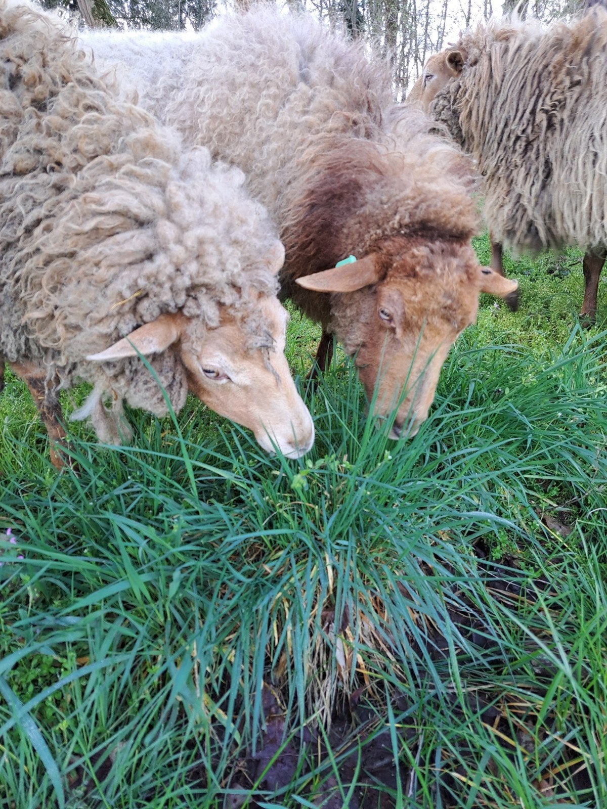 Schapenwol, ideaal voor mooie creaties of de moestuin, Hobby en Vrije tijd, Spinnewielen en Spinnen, Ophalen of Verzenden, Nieuw