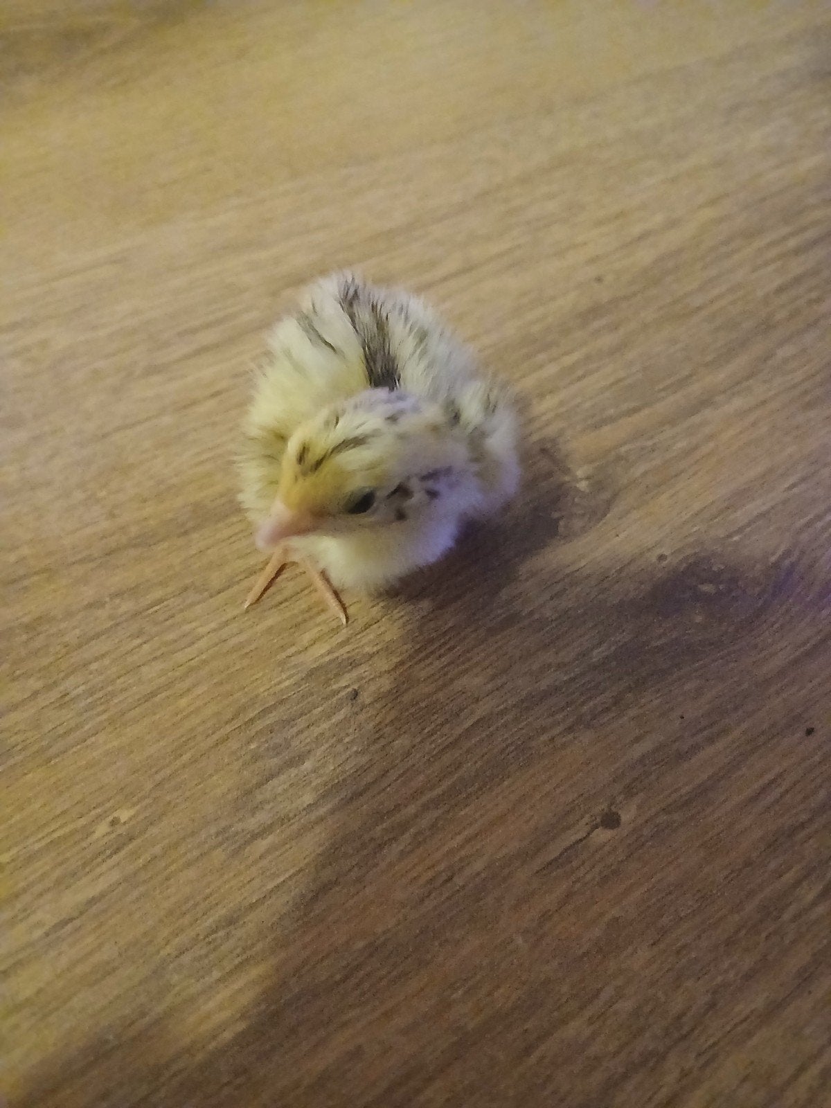 Japanse kwartel kuikens, Dieren en Toebehoren, Geslacht onbekend