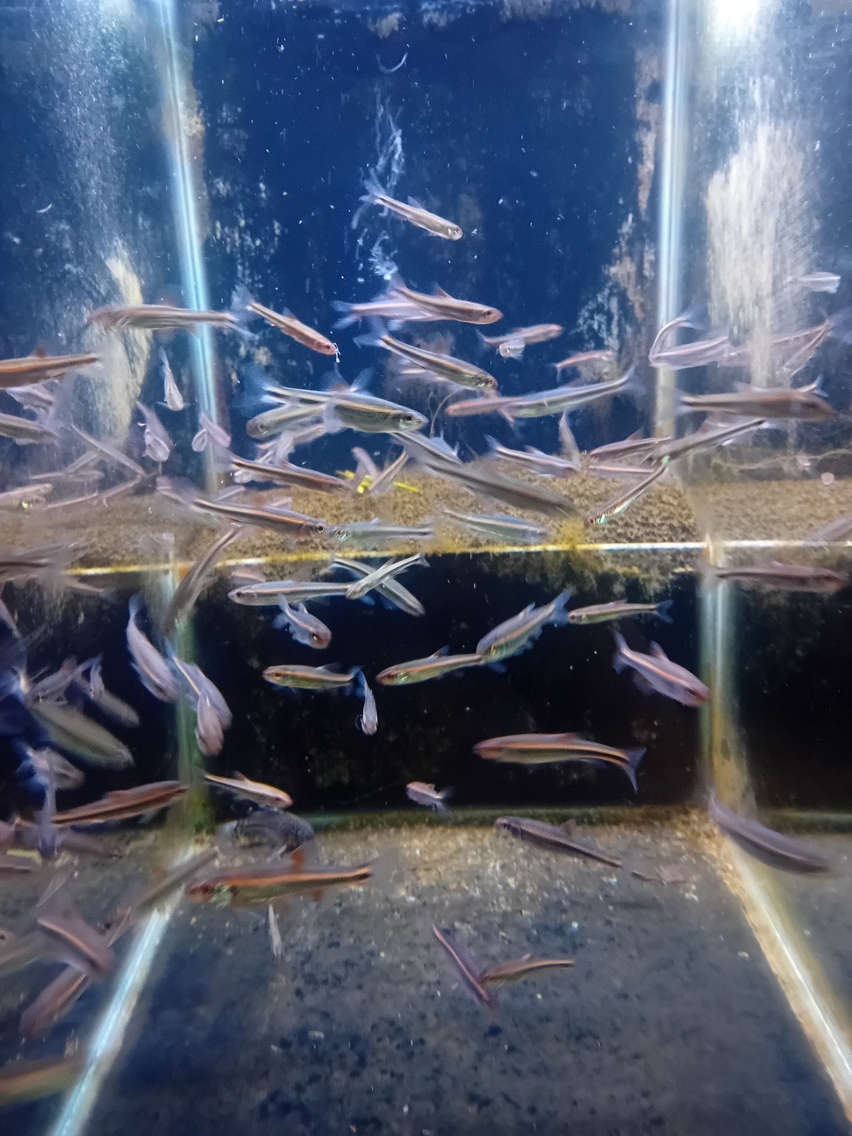 300 rainbowshiners van december, Dieren en Toebehoren
