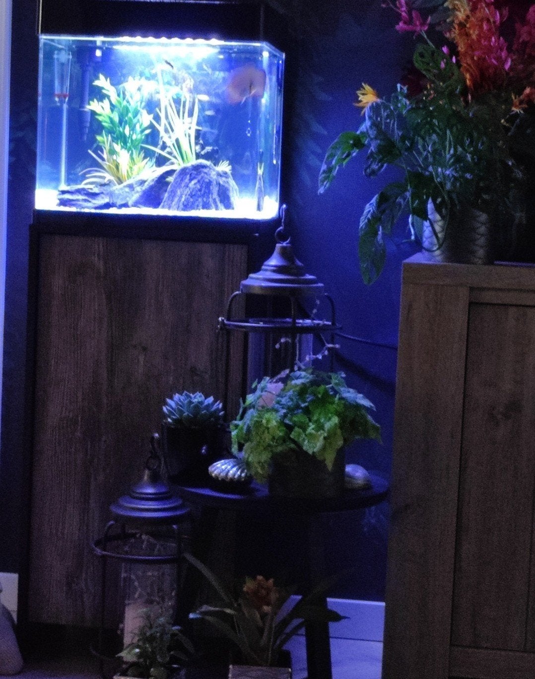 Aquarium T.E.A.B, Ophalen