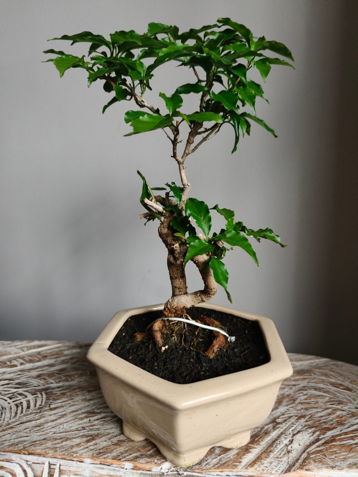 Bougainvillea bonsai, Bloeit niet, Halfschaduw, Minder dan 100 cm, Overige soorten