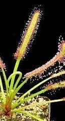 Drosera capensis 'Large', Bloeiende kamerplant, Ophalen of Verzenden, Overige soorten