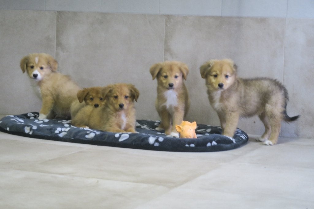 Duck Toller Retriever x Australian Shepherd pups, Nederland, Overige rassen, CDV (hondenziekte), 8 tot 15 weken