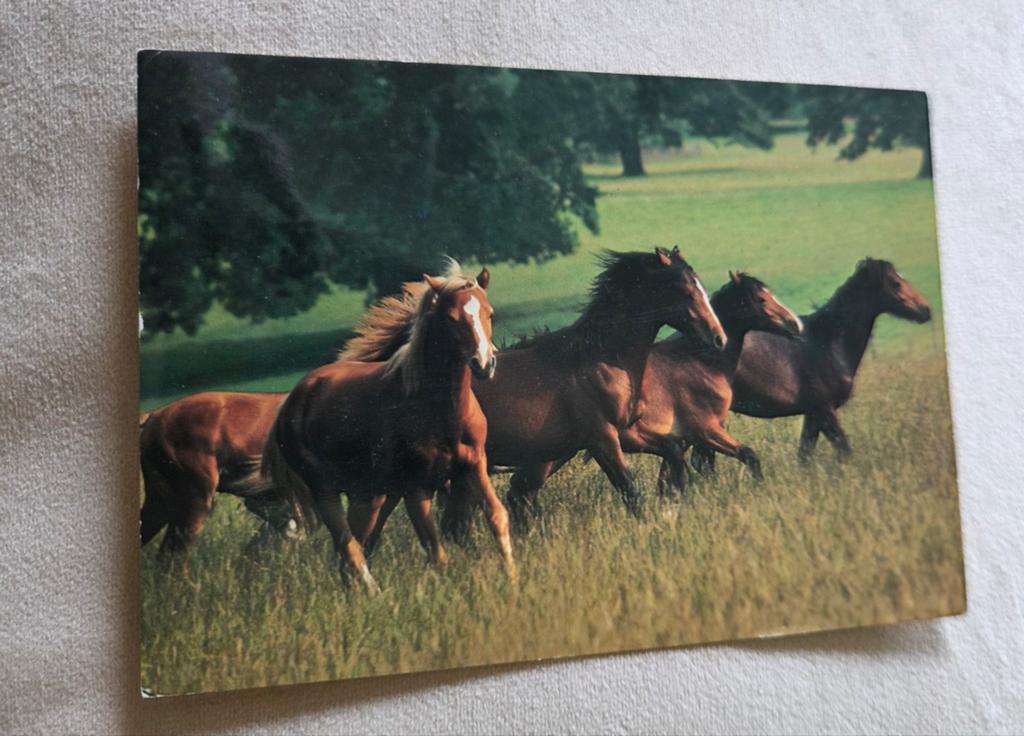 Bruine paarden in de wei, Verzenden, Gelopen, Paard