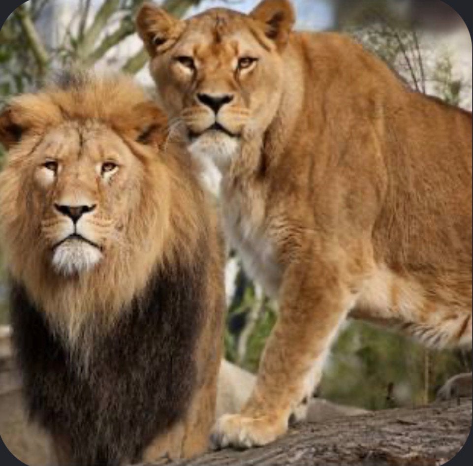 4 toegangskaarten dierentuin Artis, Drie personen of meer, Ticket of Toegangskaart
