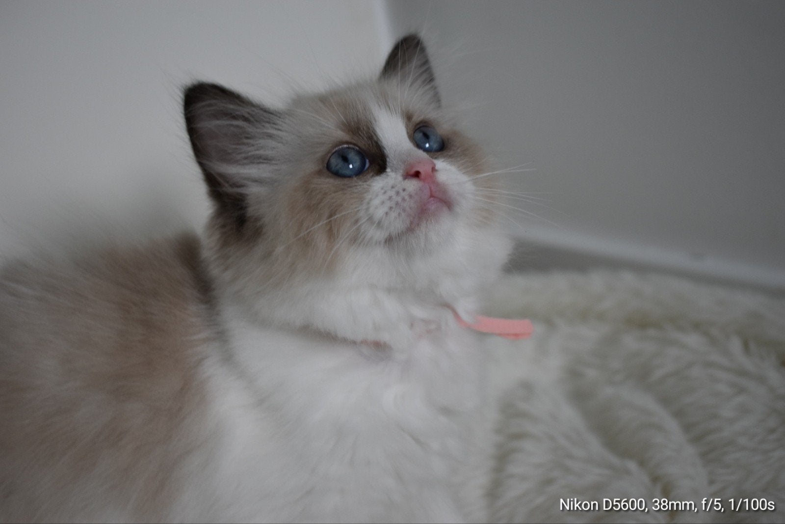 🐱 Raszuivere Ragdoll kittens Bicolor kittens met stamboom, Meerdere dieren, Met stamboom, 0 tot 2 jaar