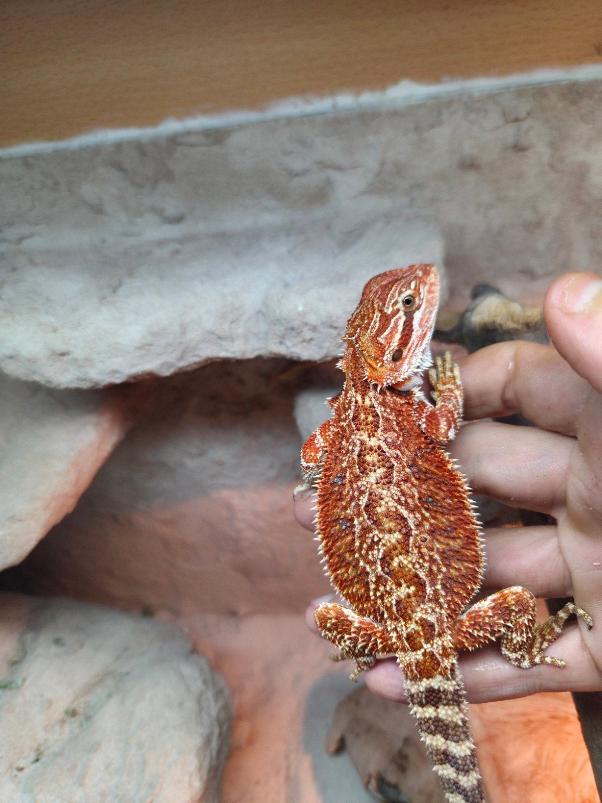 Mooie red baardagaam, Dieren en Toebehoren, Reptielen en Amfibieën, Hagedis, Tam, 0 tot 2 jaar