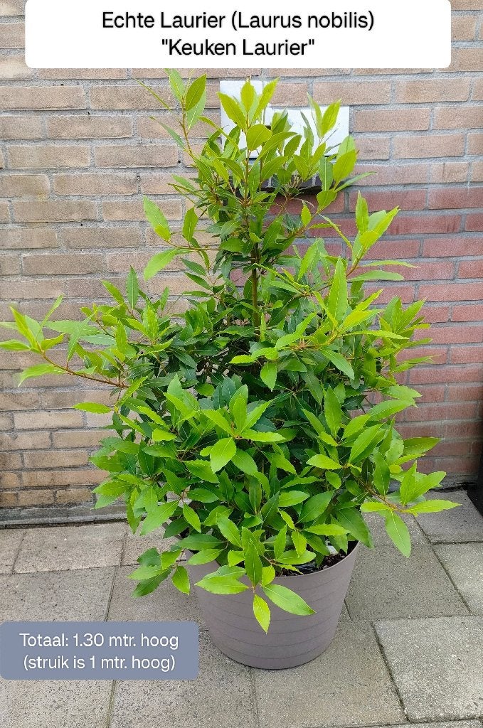 Echte Laurier/Keuken Laurier ~ Laurus nobilis, Ophalen, Vaste plant, Kruiden, Halfschaduw
