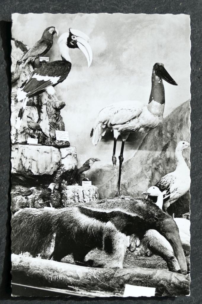 Opgezette Toekan, miereneter e.a. Museum Lier-Aarschot, Verzenden, 1940 tot 1960, Ongelopen, Vogel