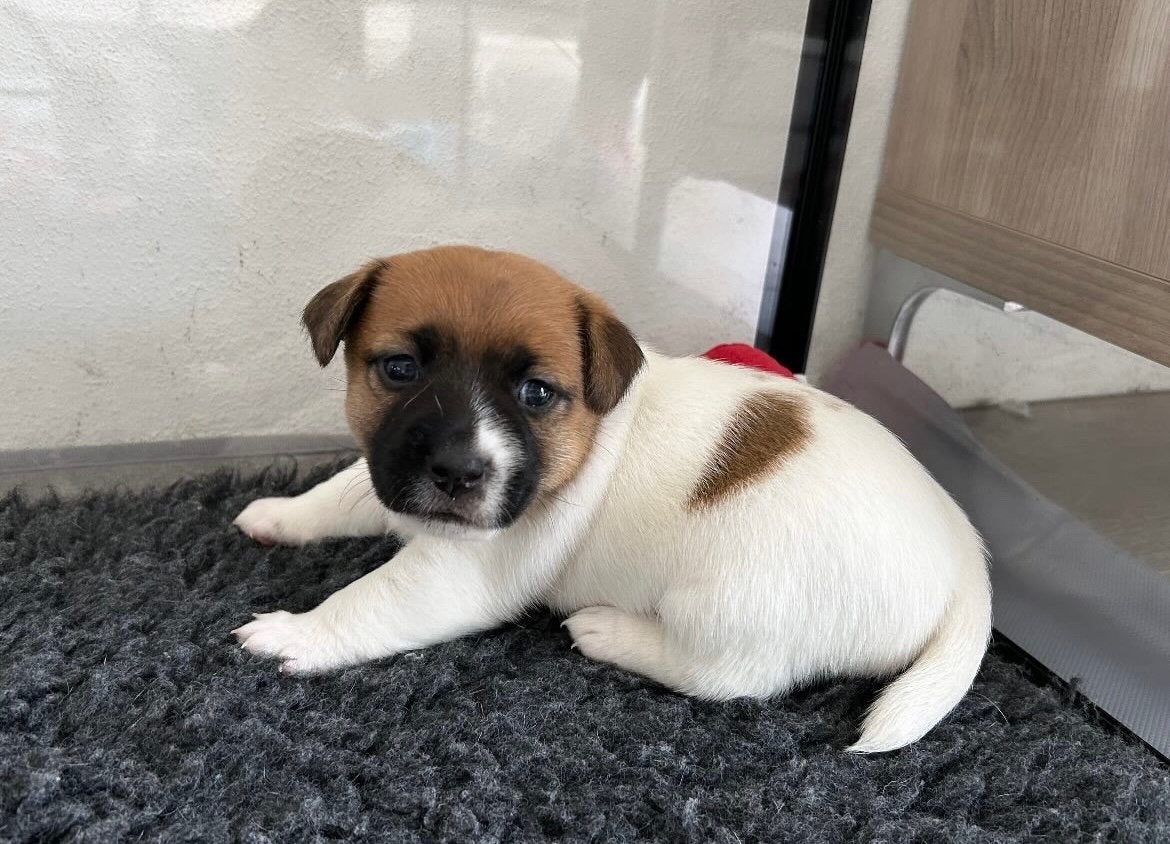 Jack Russell reu gladhaar met stamboom, Dieren en Toebehoren, Honden | Jack Russells en Terriërs, Jack Russell Terriër, Reu, 8 tot 15 weken