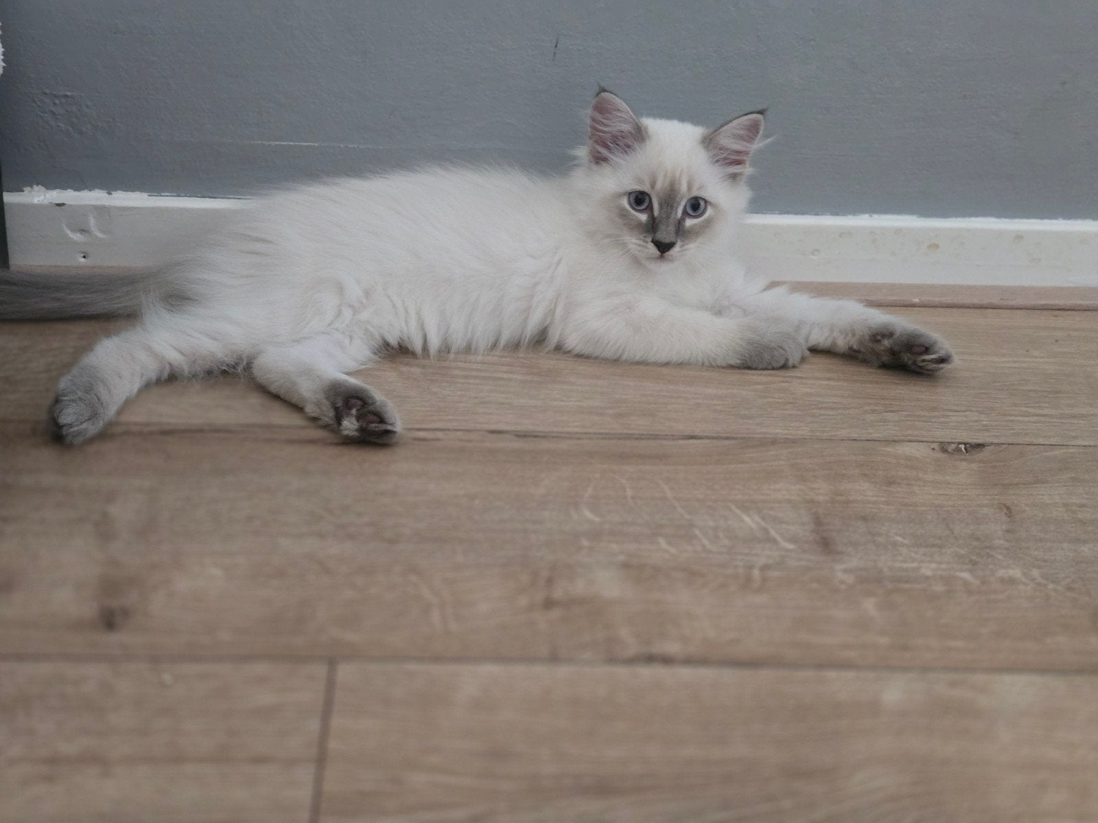 Siberische kittens Neva Masquerade HYPOALLERGIESCHE, Dieren en Toebehoren, Meerdere dieren, Gechipt, 0 tot 2 jaar