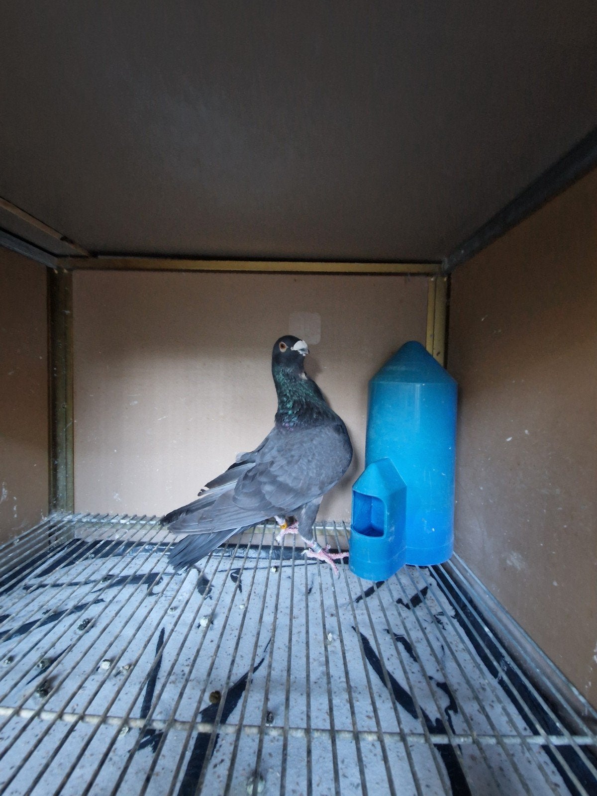 Te koop Jiennense doffer, Dieren en Toebehoren, Vogels | Parkieten en Papegaaien