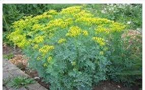 Ruta graveolens (Wijnruit) grote plant, Volle zon, Vaste plant, Ophalen of Verzenden, Kruiden