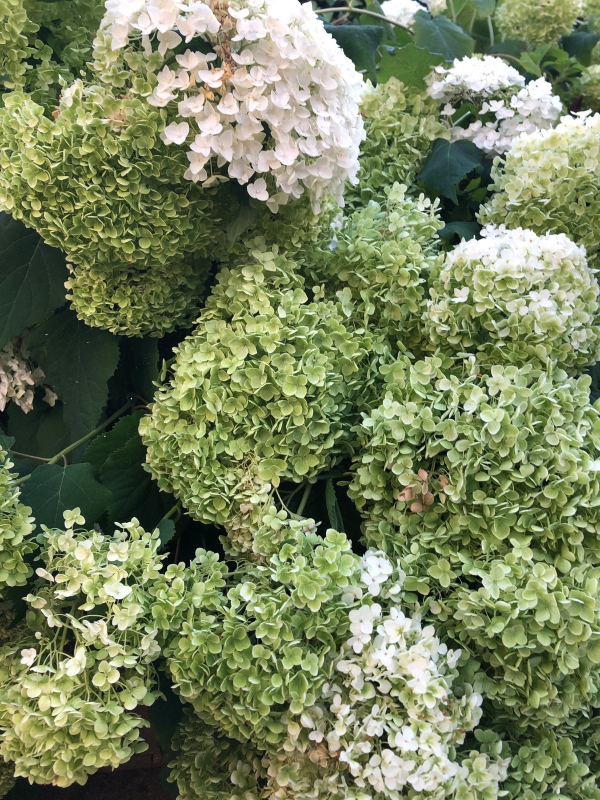 Prachtige Annabellen - Veel Hortensia's te koop!, Vaste plant, Halfschaduw, Zomer, Ophalen
