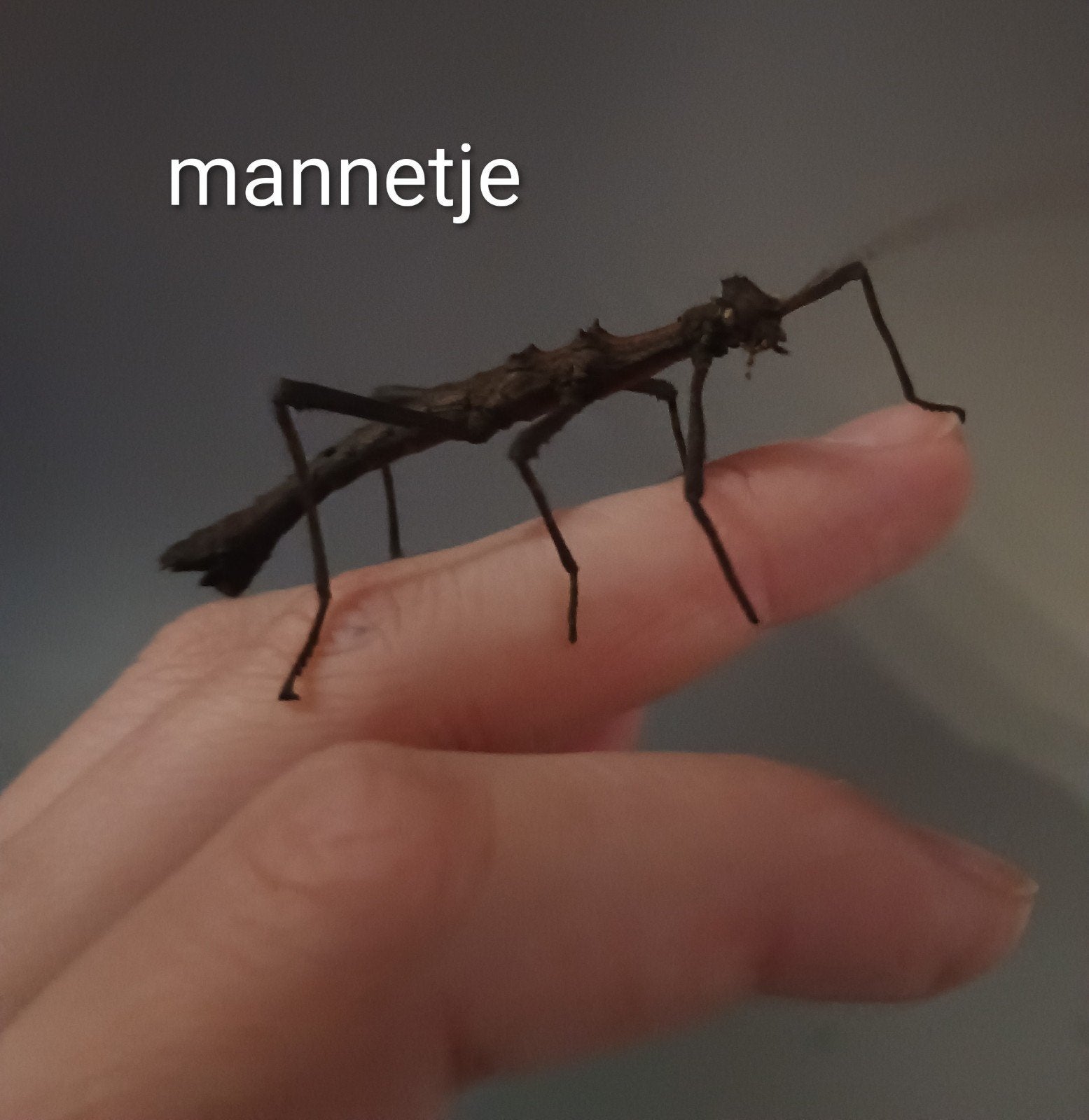 Wandelende takken (Sungaya Inexpectata PSG 195), Overige soorten, 0 tot 2 jaar