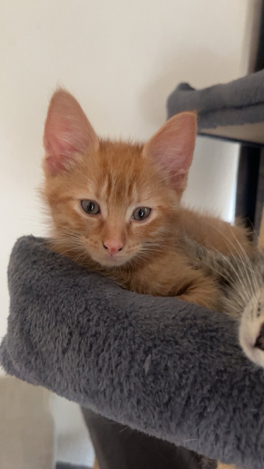 wij zoeken een huisje!, Poes, 0 tot 2 jaar
