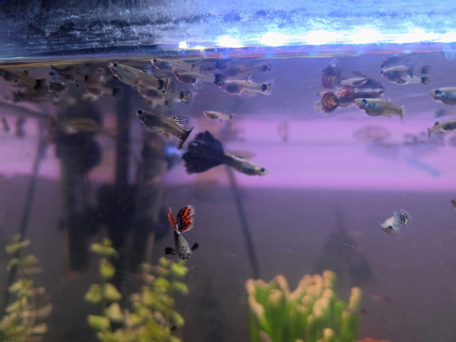 guppirs te koop, Vis, Zoetwatervis