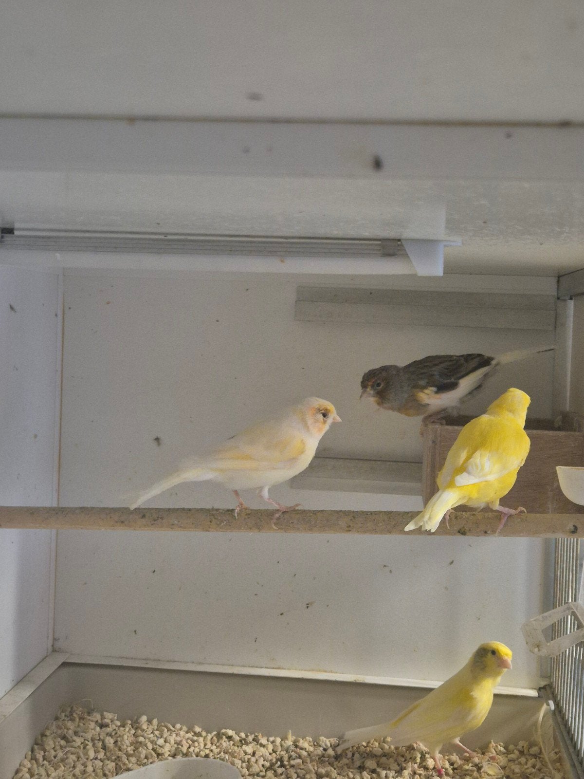 1 koppel harlekijn 1 koppel waterslagers, Dieren en Toebehoren