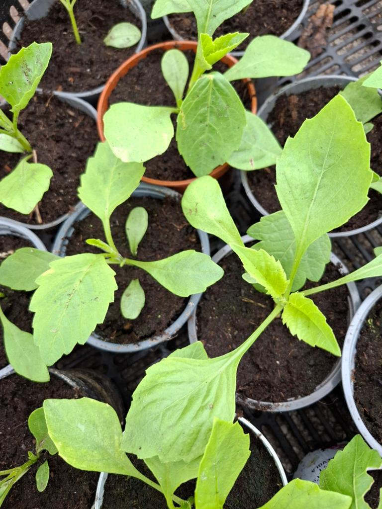 Dahlia's, Ophalen, Overige soorten, Volle zon