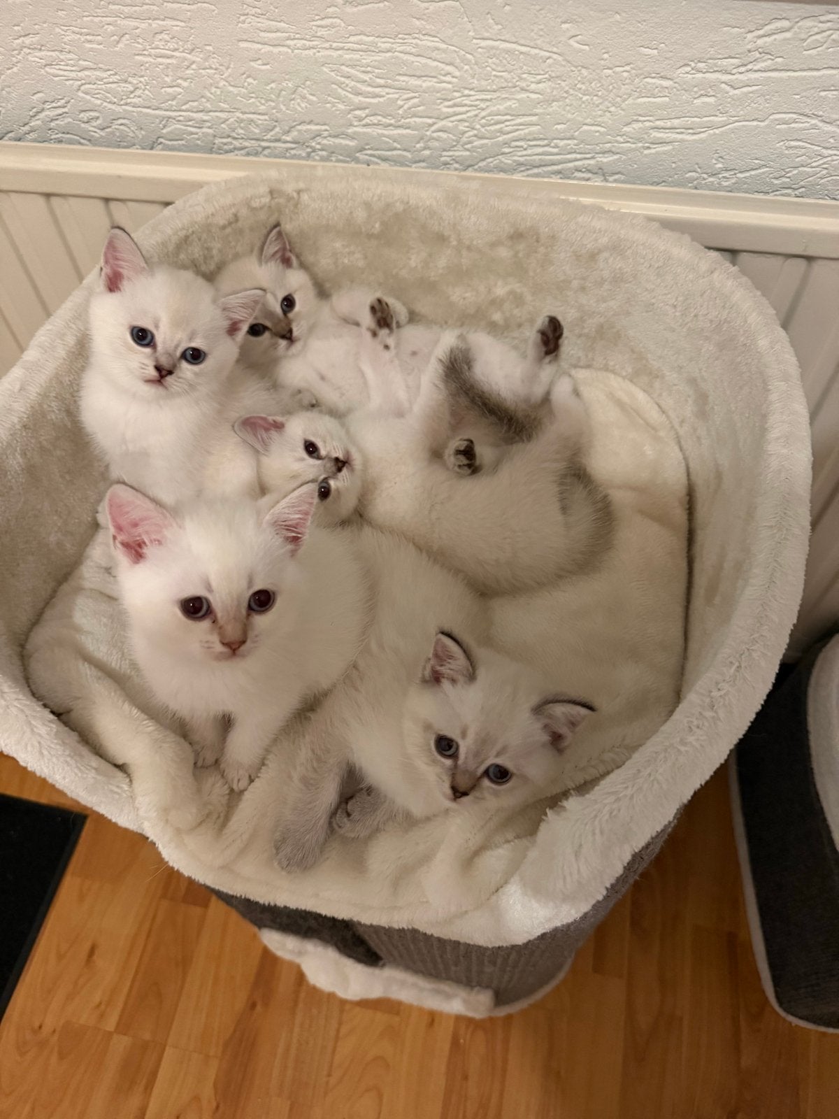 🐾 Britse Shorthair kittens – direct beschikbaar, Dieren en Toebehoren, Katten en Kittens | Overige Katten, Poes