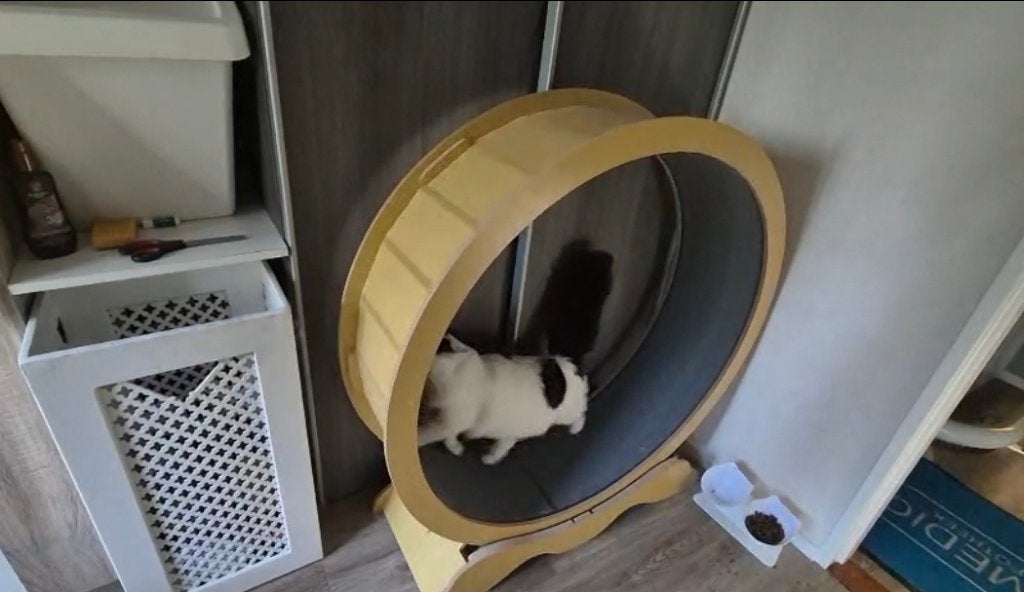 Loopband voor katten, Dieren en Toebehoren, Katten-accessoires, Ophalen, Zo goed als nieuw