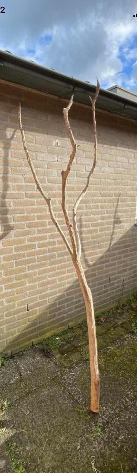 Decoratieve Houten Tak - Uniek Natuurlijk Element, Ophalen, Hout, Gebruikt, Landelijk