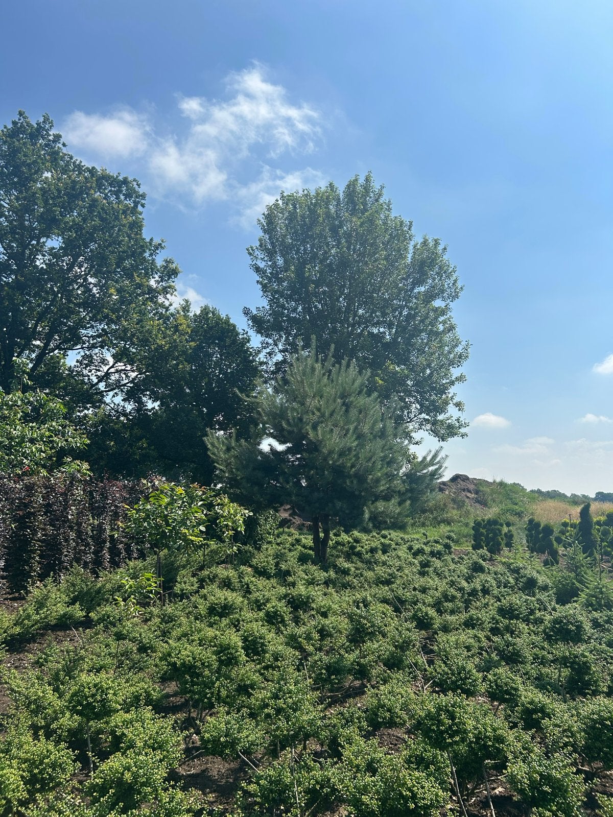 Prachtige Grove Den - Ideaal voor elke tuin, Bloeit niet, Overige soorten, 400 cm of meer, Ophalen