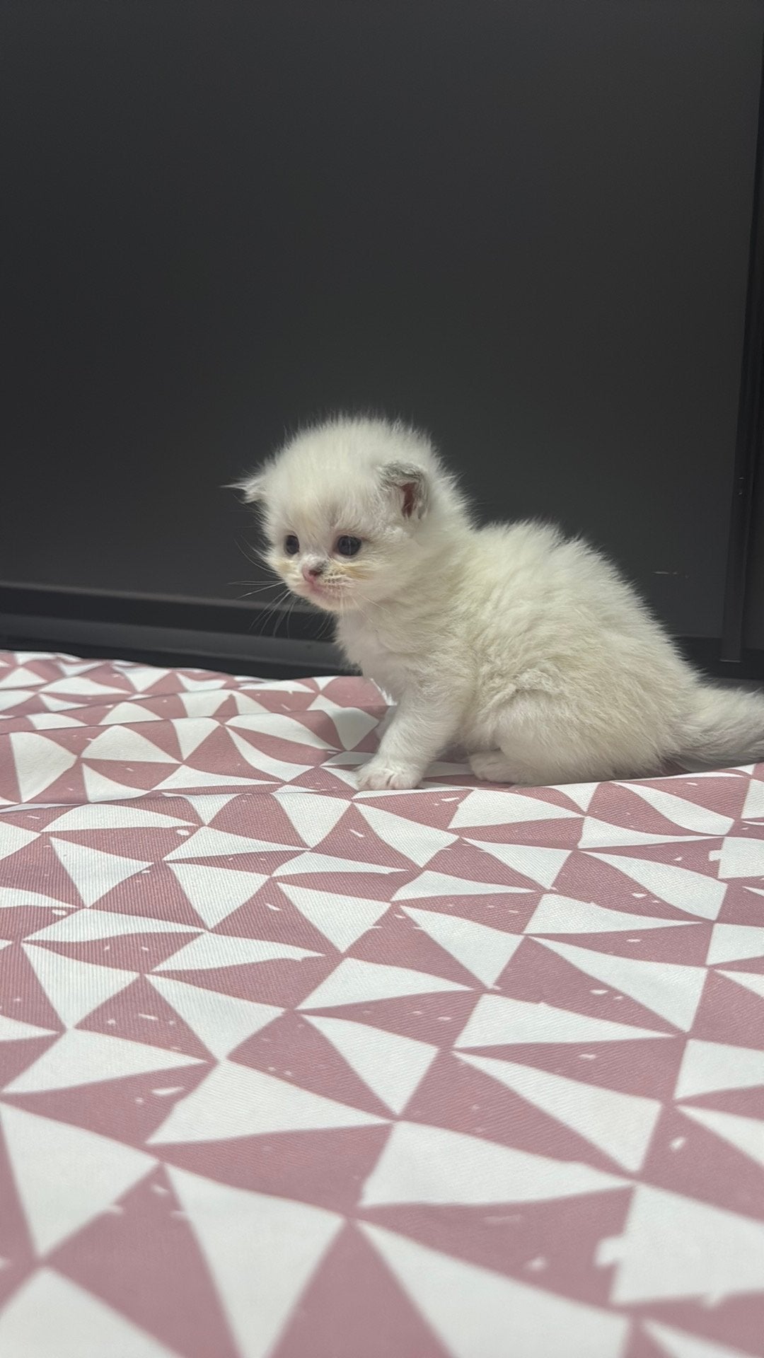 Kitten, Dieren en Toebehoren