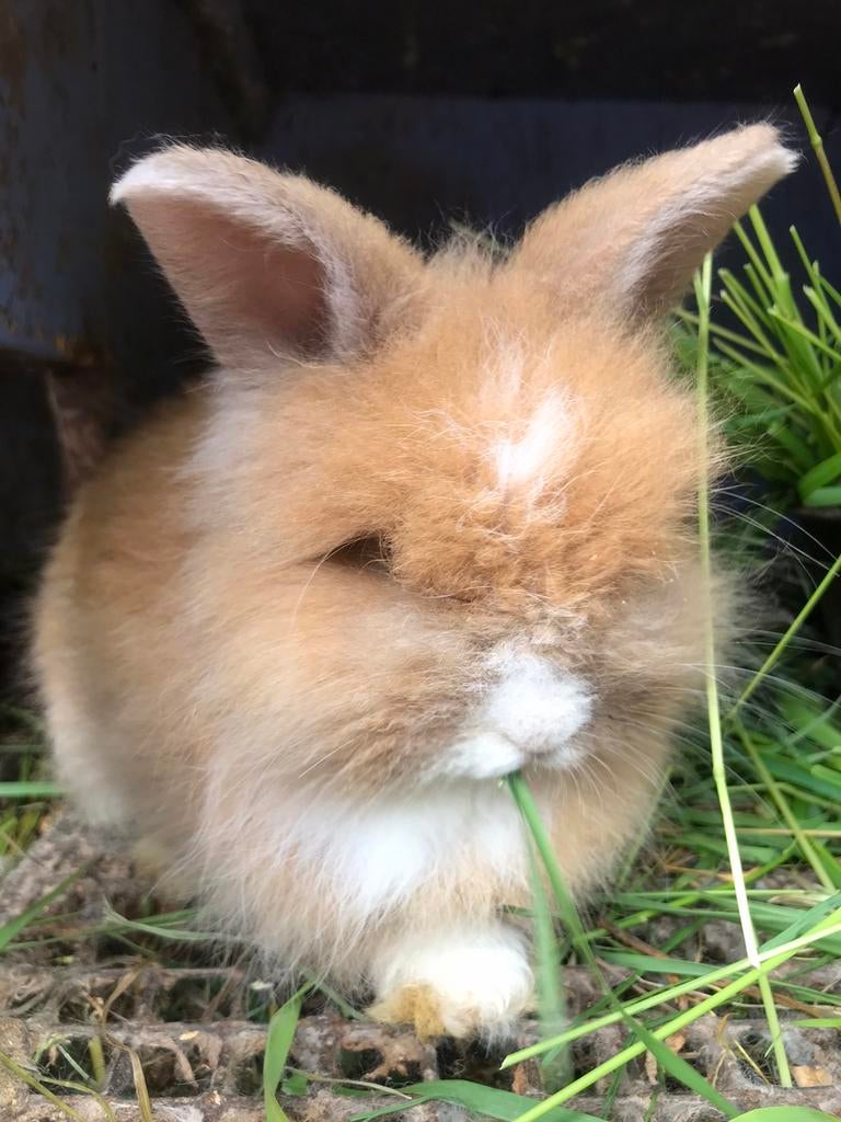 Angora Twee maan oude mannen