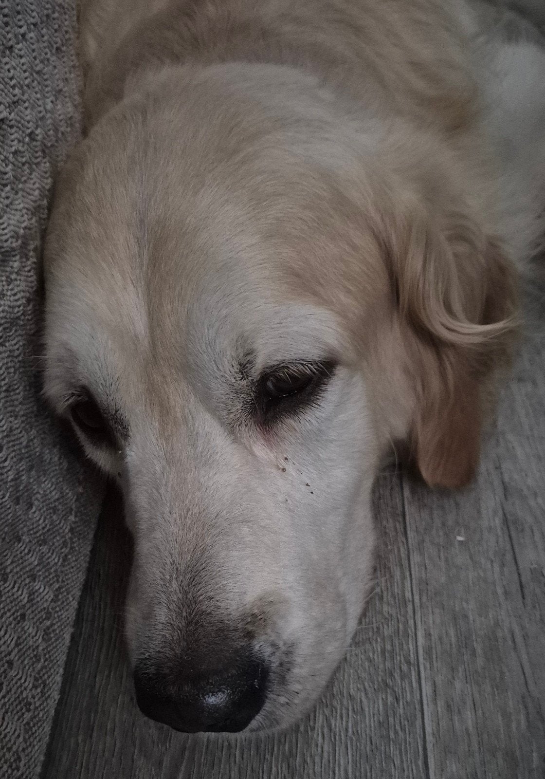 golden retriever reu 4 jaar met stamboom, Dieren en Toebehoren, Honden | Retrievers, Spaniëls en Waterhonden, Golden retriever