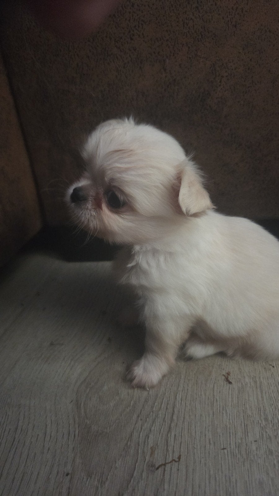 te koop chihauhau x pekingees 1 x reutje, Parvo, Reu, 8 tot 15 weken, Eén hond