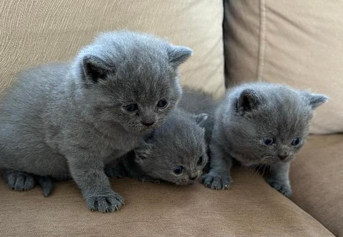 Britse Korthaar Kittens, Meerdere dieren, Ontwormd, 0 tot 2 jaar