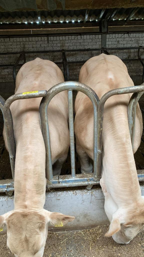 Blonde fok pinken, Dieren en Toebehoren, Vrouwelijk