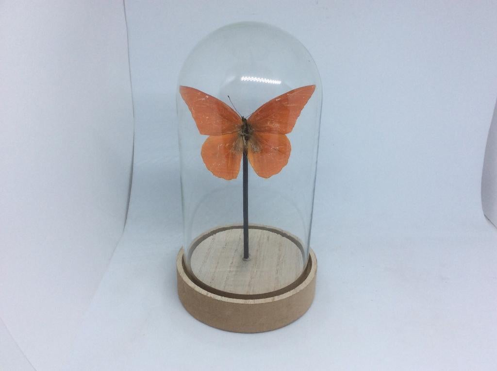 vlinder Appias Nero Zarinda, Ophalen, Nieuw, Insect, Opgezet dier
